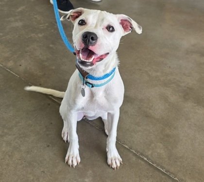 Matilda, an adoptable Mixed Breed in Honolulu, HI, 96826 | Photo Image 2