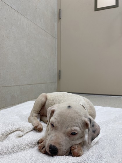 Matilda, an adoptable Mixed Breed in Honolulu, HI, 96826 | Photo Image 3