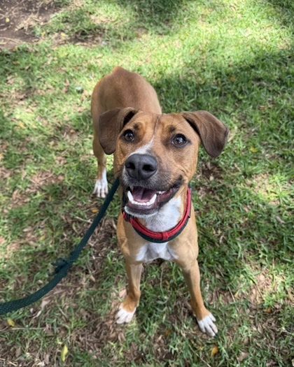 Heath, an adoptable Terrier, Mixed Breed in Honolulu, HI, 96826 | Photo Image 1