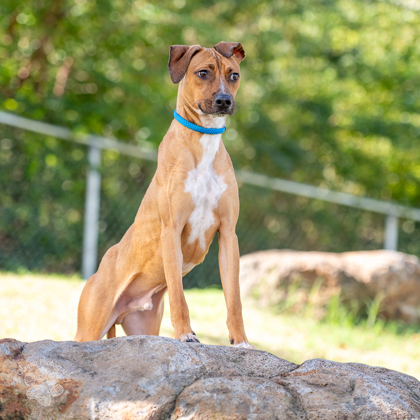 Heath, an adoptable Terrier, Mixed Breed in Honolulu, HI, 96826 | Photo Image 2