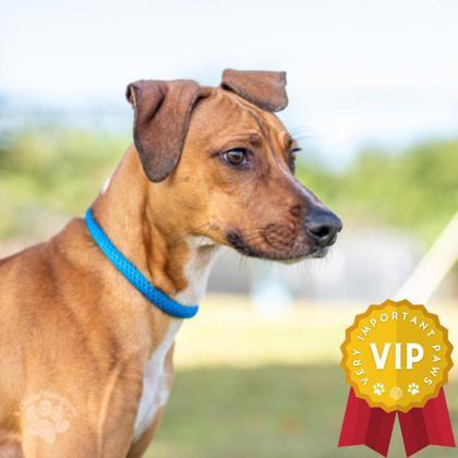 Heath, an adoptable Terrier, Mixed Breed in Honolulu, HI, 96826 | Photo Image 3