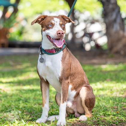 Seki, an adoptable Rhodesian Ridgeback, Mixed Breed in Honolulu, HI, 96826 | Photo Image 1