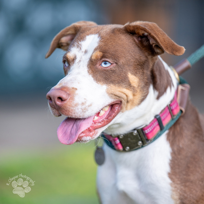 Seki, an adoptable Rhodesian Ridgeback, Mixed Breed in Honolulu, HI, 96826 | Photo Image 2