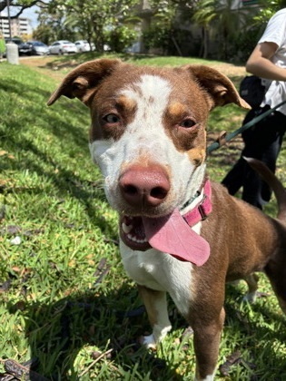 Seki, an adoptable Rhodesian Ridgeback, Mixed Breed in Honolulu, HI, 96826 | Photo Image 3