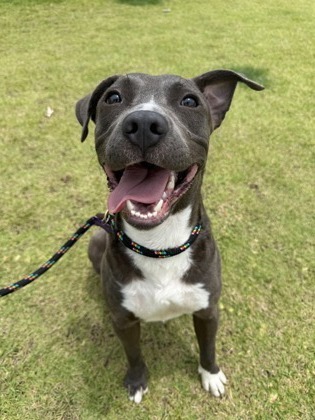 Shaggy, an adoptable Mixed Breed in Honolulu, HI, 96826 | Photo Image 1
