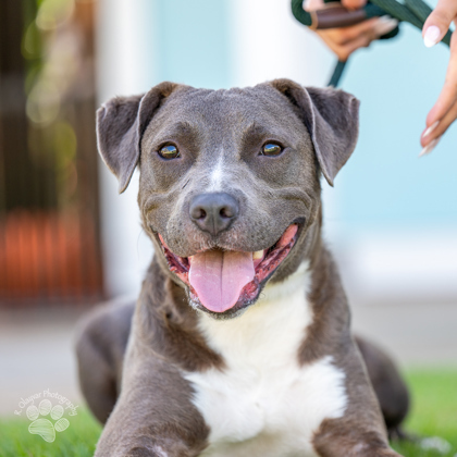 Shaggy, an adoptable Mixed Breed in Honolulu, HI, 96826 | Photo Image 1