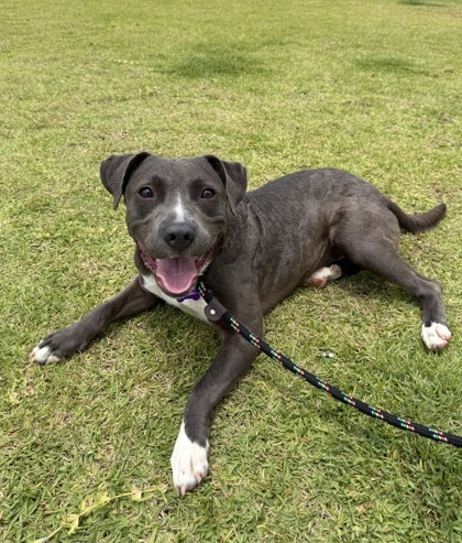 Shaggy, an adoptable Mixed Breed in Honolulu, HI, 96826 | Photo Image 2