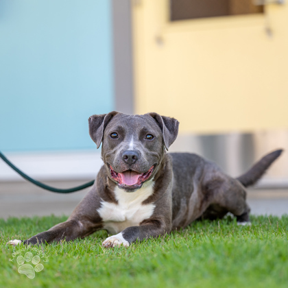 Shaggy, an adoptable Mixed Breed in Honolulu, HI, 96826 | Photo Image 2