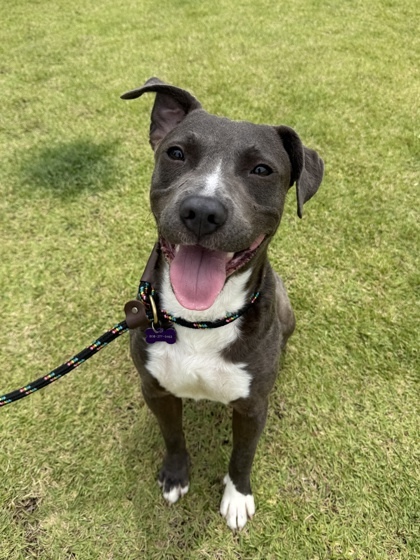 Shaggy, an adoptable Mixed Breed in Honolulu, HI, 96826 | Photo Image 3