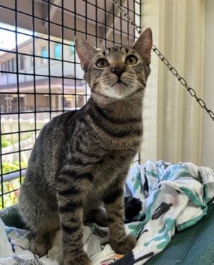 Wally, Baby Male Domestic Short Hair