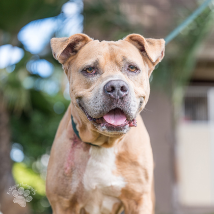 Acorn, an adoptable Pit Bull Terrier, Mixed Breed in Honolulu, HI, 96826 | Photo Image 1
