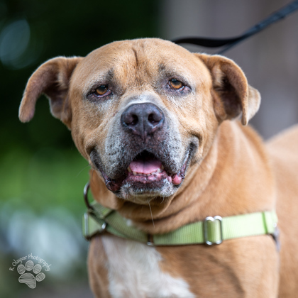 Acorn, an adoptable Pit Bull Terrier, Mixed Breed in Honolulu, HI, 96826 | Photo Image 1