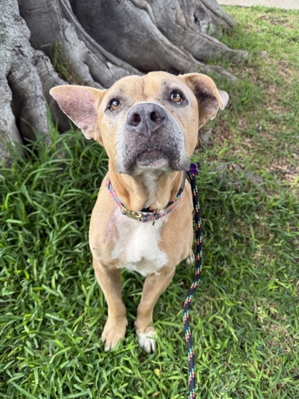 Acorn, an adoptable Pit Bull Terrier, Mixed Breed in Honolulu, HI, 96826 | Photo Image 1