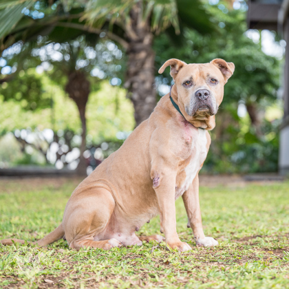 Acorn, an adoptable Pit Bull Terrier, Mixed Breed in Honolulu, HI, 96826 | Photo Image 2