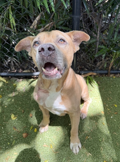 Acorn, an adoptable Pit Bull Terrier, Mixed Breed in Honolulu, HI, 96826 | Photo Image 2