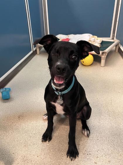 Esther, an adoptable Mixed Breed in Honolulu, HI, 96826 | Photo Image 1