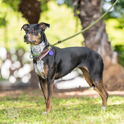 Gigi, an adoptable Cattle Dog, Mixed Breed in Honolulu, HI, 96826 | Photo Image 1