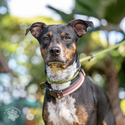 Gigi, an adoptable Cattle Dog, Mixed Breed in Honolulu, HI, 96826 | Photo Image 2