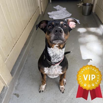 Gigi, an adoptable Cattle Dog, Mixed Breed in Honolulu, HI, 96826 | Photo Image 3