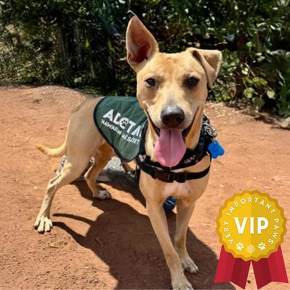 Coast, an adoptable Terrier, Mixed Breed in Honolulu, HI, 96826 | Photo Image 1