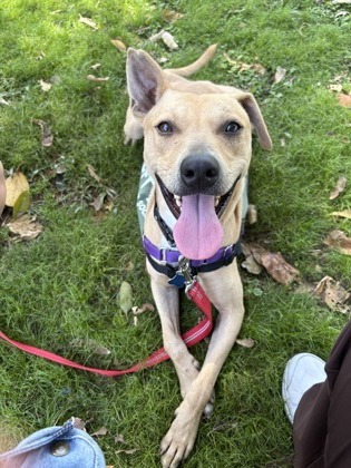 Coast, an adoptable Terrier, Mixed Breed in Honolulu, HI, 96826 | Photo Image 2