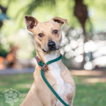 Coast, an adoptable Terrier, Mixed Breed in Honolulu, HI, 96826 | Photo Image 3