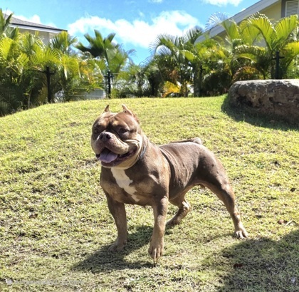 Pele, an adoptable Pit Bull Terrier, Mixed Breed in Honolulu, HI, 96826 | Photo Image 1