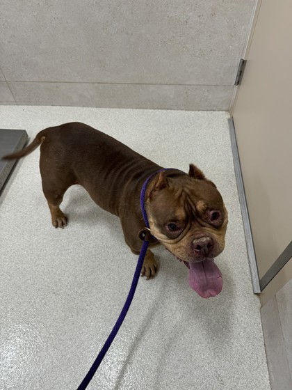 Pele, an adoptable Pit Bull Terrier, Mixed Breed in Honolulu, HI, 96826 | Photo Image 2