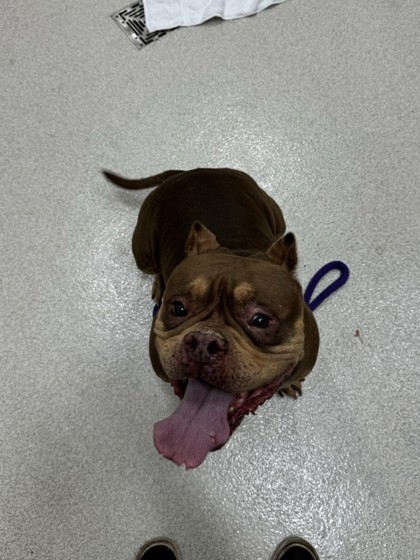Pele, an adoptable Pit Bull Terrier, Mixed Breed in Honolulu, HI, 96826 | Photo Image 3