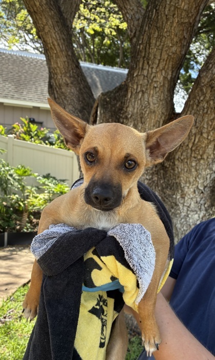 Scooby Doo, an adoptable Terrier, Mixed Breed in Honolulu, HI, 96826 | Photo Image 1