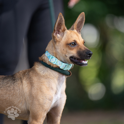 Scooby Doo, an adoptable Terrier, Mixed Breed in Honolulu, HI, 96826 | Photo Image 1