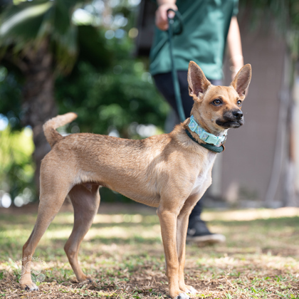 Scooby Doo, an adoptable Terrier, Mixed Breed in Honolulu, HI, 96826 | Photo Image 2