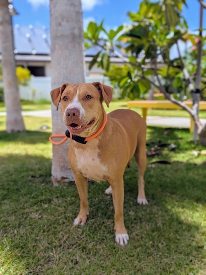 Hina, an adoptable Pit Bull Terrier, Mixed Breed in Honolulu, HI, 96826 | Photo Image 1