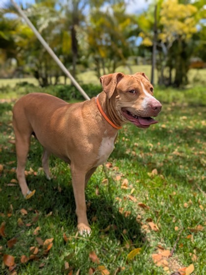 Hina, an adoptable Pit Bull Terrier, Mixed Breed in Honolulu, HI, 96826 | Photo Image 2
