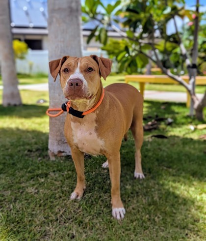 Hina, an adoptable Pit Bull Terrier, Mixed Breed in Honolulu, HI, 96826 | Photo Image 3