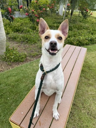 Gage, an adoptable Mixed Breed in Honolulu, HI, 96826 | Photo Image 1