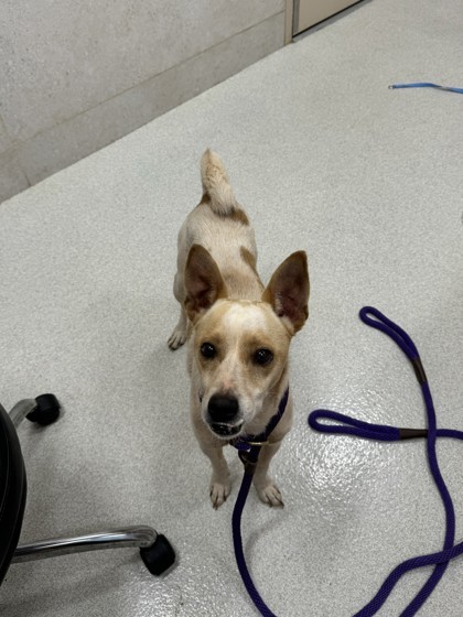 Gage, an adoptable Mixed Breed in Honolulu, HI, 96826 | Photo Image 2