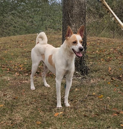 Gage, an adoptable Mixed Breed in Honolulu, HI, 96826 | Photo Image 3