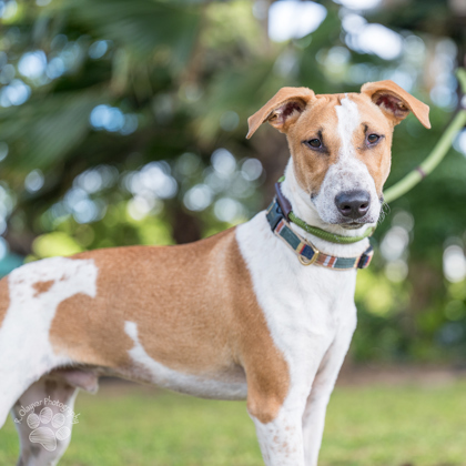 Russell, an adoptable Terrier, Mixed Breed in Honolulu, HI, 96826 | Photo Image 1