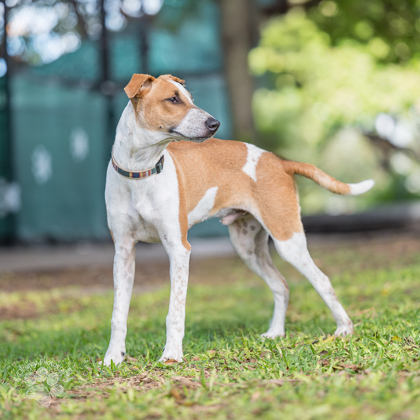 Russell, an adoptable Terrier, Mixed Breed in Honolulu, HI, 96826 | Photo Image 2