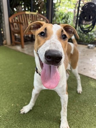 Russell, an adoptable Terrier, Mixed Breed in Honolulu, HI, 96826 | Photo Image 3