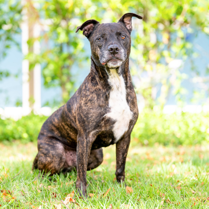Ranger, an adoptable Pit Bull Terrier, Mixed Breed in Honolulu, HI, 96826 | Photo Image 1