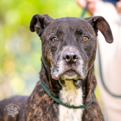 Ranger, an adoptable Pit Bull Terrier, Mixed Breed in Honolulu, HI, 96826 | Photo Image 2