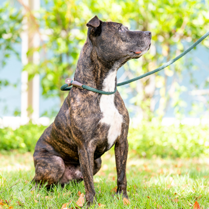 Ranger, an adoptable Pit Bull Terrier, Mixed Breed in Honolulu, HI, 96826 | Photo Image 3
