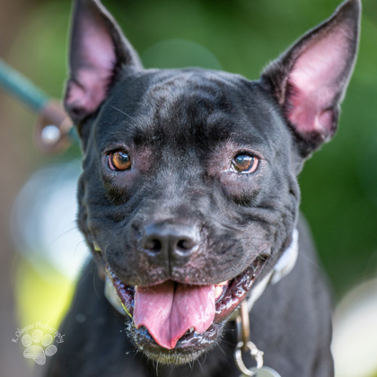 Wednesday, an adoptable Pit Bull Terrier, Mixed Breed in Honolulu, HI, 96826 | Photo Image 1