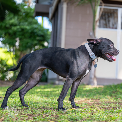 Wednesday, an adoptable Pit Bull Terrier, Mixed Breed in Honolulu, HI, 96826 | Photo Image 2