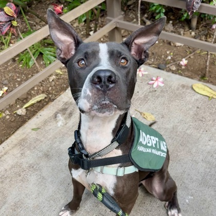 Ralphie, an adoptable Terrier, Mixed Breed in Honolulu, HI, 96826 | Photo Image 1