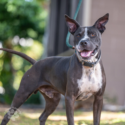 Ralphie, an adoptable Terrier, Mixed Breed in Honolulu, HI, 96826 | Photo Image 1