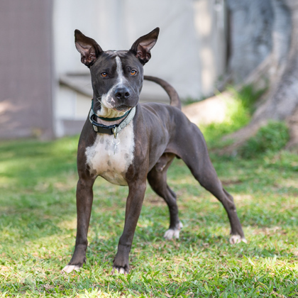 Ralphie, an adoptable Terrier, Mixed Breed in Honolulu, HI, 96826 | Photo Image 2