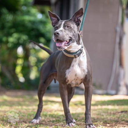 Ralphie, an adoptable Terrier, Mixed Breed in Honolulu, HI, 96826 | Photo Image 2
